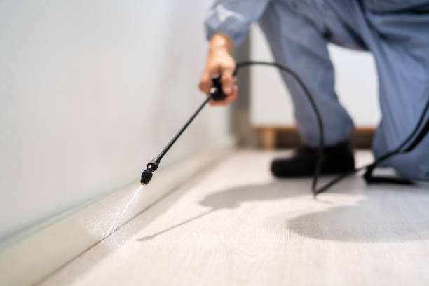 Best Flea Control Services  in Anacoco, LA