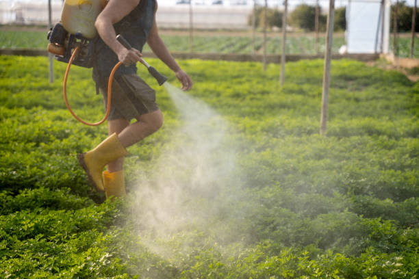 Best Pest Removal Services  in Anacoco, LA