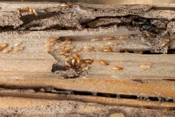 Best Exterminator Services  in Anacoco, LA